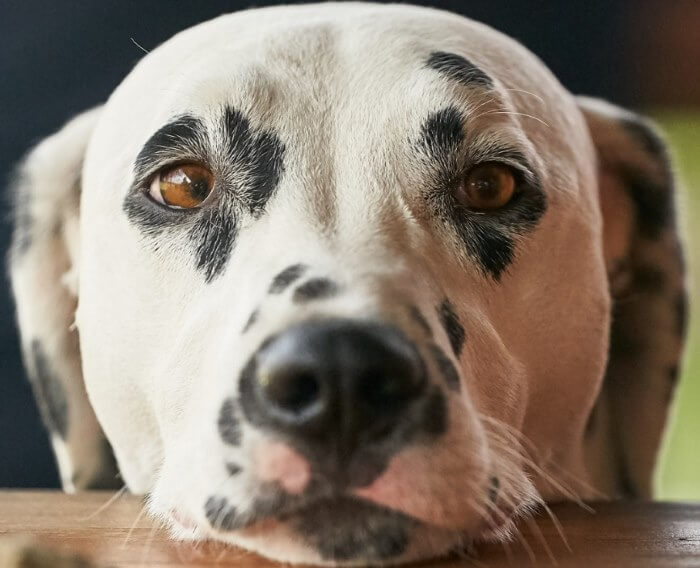 weekendje weg met hond omheinde tuin