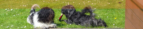 Met meerdere honden op vakantie